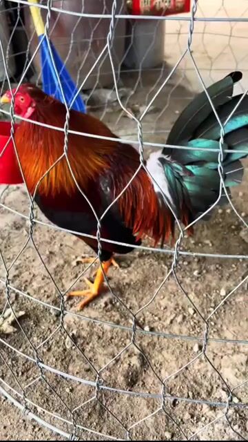 Gà chọi 1.8kg màu vàng. Mua bán Gà tại Huyện Phong Điền Cần Thơ được đăng bởi Gà Tre hình 1