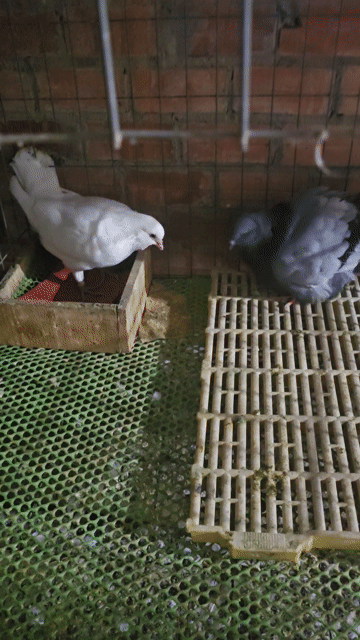 Bc gà Mái. Mua bán Chim tại Huyện Dương Minh Châu Tây Ninh được đăng bởi Minh Phát hình 1