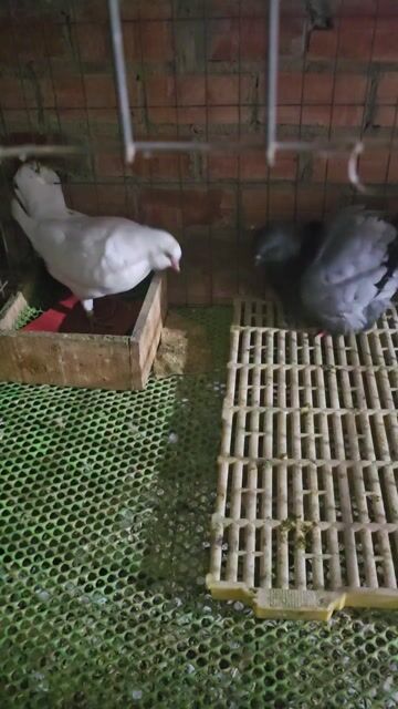 Bc gà Mái. Mua bán Chim tại Huyện Dương Minh Châu Tây Ninh được đăng bởi Minh Phát hình 1