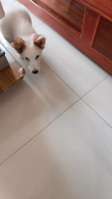 Chó Poodle trắng nâu khỏe mạnh thân thiện. Mua bán Chó tại Quận 11 Tp Hồ Chí Minh được đăng bởi Quang Vinh Doan hình 1