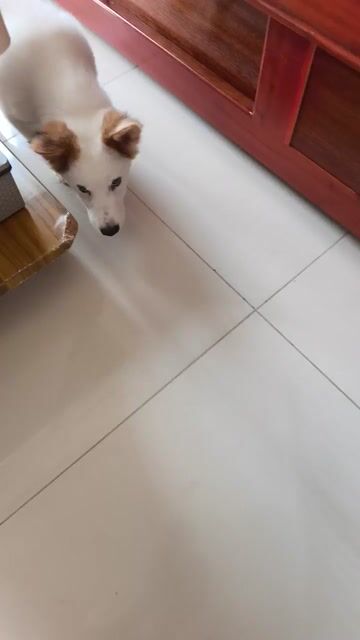 Chó Poodle trắng nâu khỏe mạnh thân thiện. Mua bán Chó tại Quận 11 Tp Hồ Chí Minh được đăng bởi Quang Vinh Doan hình 1