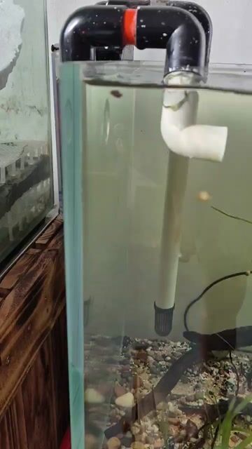 Hồ cá cảnh Kính 10li 90x40x40cm Full siêu trong. Mua bán Thú cưng khác tại Quận 12 Tp Hồ Chí Minh được đăng bởi Huyền hình 1