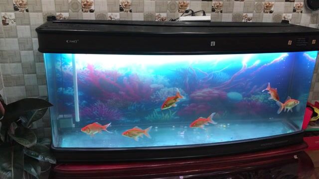 Toàn bộ bể cá như hình. Mua bán Thú cưng khác tại Quận Ngô Quyền Hải Phòng được đăng bởi Ngọc Bằng hình 1
