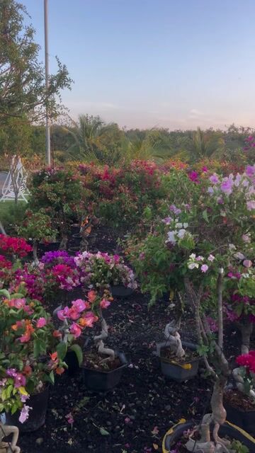 Cây cảnh Hoa giấy Ngũ sắc. Mua bán Cây cảnh, đồ trang trí tại Thành phố Buôn Ma Thuột Đắk Lắk được đăng bởi nguyễn xuân hình 1