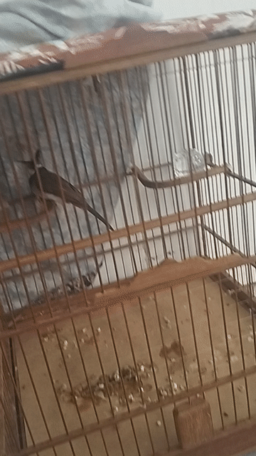 Chim chào mào đủ tuổi sinh sản. Mua bán Chim tại Quận Bình Tân Tp Hồ Chí Minh được đăng bởi Lê Đức hình 1