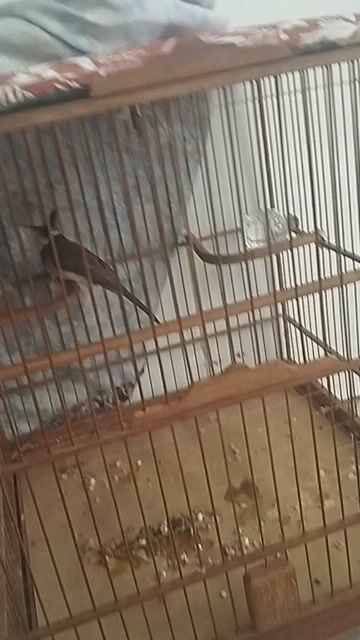 Chim chào mào đủ tuổi sinh sản. Mua bán Chim tại Quận Bình Tân Tp Hồ Chí Minh được đăng bởi Lê Đức hình 1