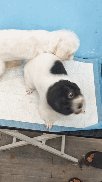 hcm - Tìm chủ  poodle làm giống size nhỏ. Mua bán Chó tại Quận 12 Tp Hồ Chí Minh được đăng bởi Hung Huynh hình 1