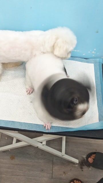 hcm - Tìm chủ  poodle làm giống size nhỏ. Mua bán Chó tại Quận 12 Tp Hồ Chí Minh được đăng bởi Hung Huynh hình 1