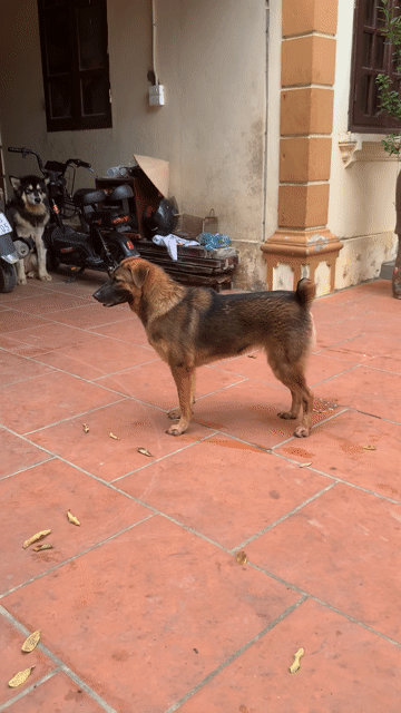 chó mông cộc lưỡi thép vàng cháy. Mua bán Chó tại Huyện Đông Anh Hà Nội được đăng bởi Anh Việt hình 1