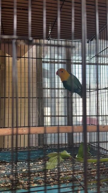 Chim Lovebird mái Xanh, Xanh lá. Mua bán Chim tại Quận Gò Vấp Tp Hồ Chí Minh được đăng bởi Phan Đình Lộc hình 1