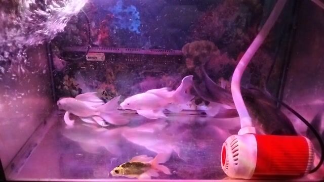 Cá Chép Phi Tầng Quảng Châu Râu Rồng. Mua bán Thú cưng khác tại Huyện Hóc Môn Tp Hồ Chí Minh được đăng bởi MinhMinh hình 1