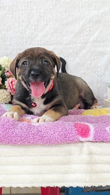 Bé gái Nhật F dễ thương xin chào sen yêu. Mua bán Chó tại Huyện Hóc Môn Tp Hồ Chí Minh được đăng bởi Smile Pet hình 1