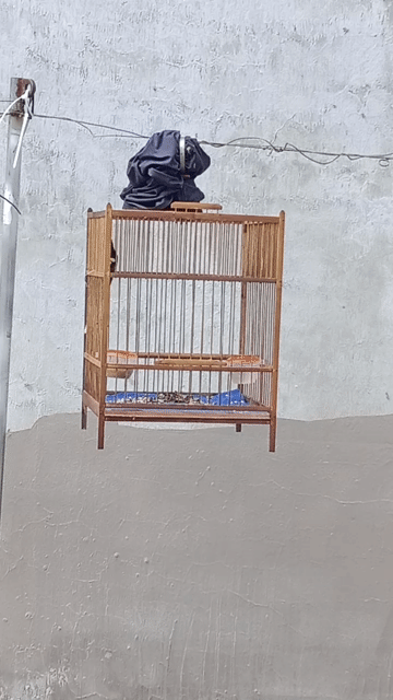 Chim chào mào 2 tháng. Mua bán Chim tại Quận Bình Thuỷ Cần Thơ được đăng bởi alo hình 1
