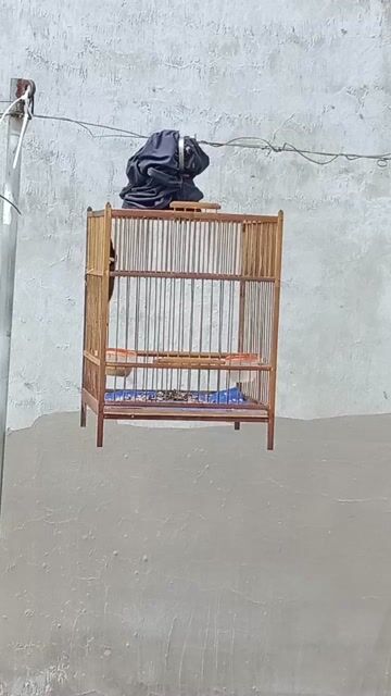 Chim chào mào 2 tháng. Mua bán Chim tại Quận Bình Thuỷ Cần Thơ được đăng bởi alo hình 1
