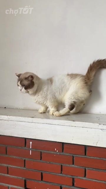Mèo Galdol đực. Mua bán Mèo tại Quận 12 Tp Hồ Chí Minh được đăng bởi Hữu thịnh hình 1