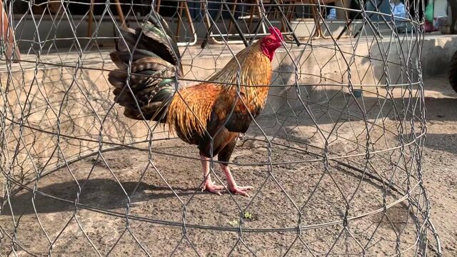 Gà Cú Trống 1.6kg. Mua bán Gà tại Quận 10 Tp Hồ Chí Minh được đăng bởi Cảnh hình 1