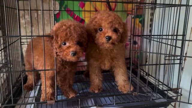 Chó Poodle tiny. Mua bán Chó tại Thành phố Buôn Ma Thuột Đắk Lắk được đăng bởi Khoa hình 1