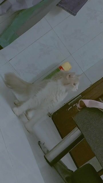 Tìm nhà mới cho bé ạ