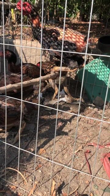 cần bán 1 trống và 4 mái bịp gần đẻ. Mua bán Gà tại Huyện Củ Chi Tp Hồ Chí Minh được đăng bởi Lê bảo hình 1