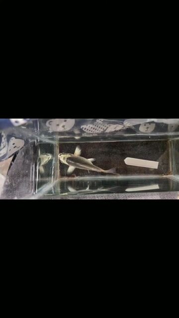Cá chép phi tần đỏ vây xám 8cm. Mua bán Thú cưng khác tại Huyện Đan Phượng Hà Nội được đăng bởi pbac hình 1