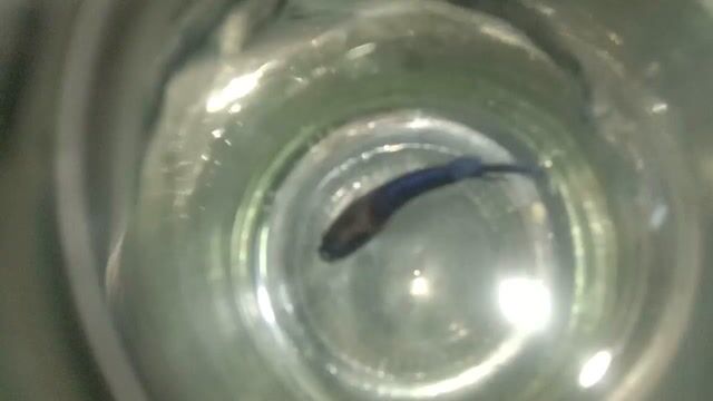 Cá lia thia xiêm màu Tím. Mua bán Thú cưng khác tại Huyện Phong Điền Cần Thơ được đăng bởi Quoc hình 1