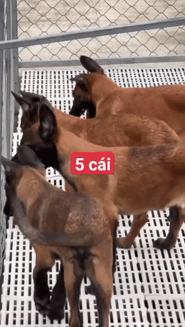 becgie bi cái 3 tháng . Mua bán Chó tại Huyện Bình Chánh Tp Hồ Chí Minh được đăng bởi thuy tran hình 1