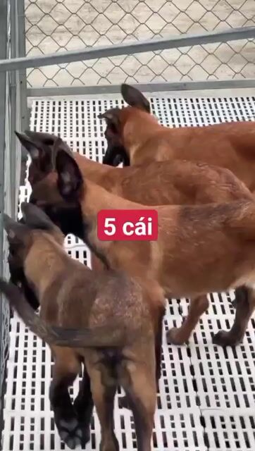 becgie bi cái 3 tháng . Mua bán Chó tại Huyện Bình Chánh Tp Hồ Chí Minh được đăng bởi thuy tran hình 1