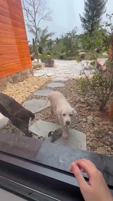Chó Labrador đực Socola. Mua bán Chó tại Thành phố Thái Nguyên Thái Nguyên được đăng bởi Nguyễn Châu hình 1