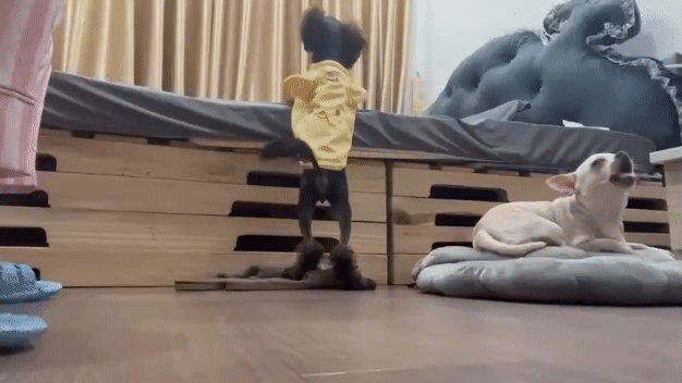 Chó Poodle cái. Mua bán Chó tại Quận Bình Thạnh Tp Hồ Chí Minh được đăng bởi Kelvin K hình 1