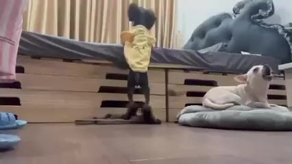 Chó Poodle cái. Mua bán Chó tại Quận Bình Thạnh Tp Hồ Chí Minh được đăng bởi Kelvin K hình 1