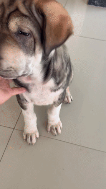 Chó Shar Pei 2.5 tháng. Mua bán Chó tại Huyện Tháp Mười Đồng Tháp được đăng bởi Út Còi Molly Farm hình 1