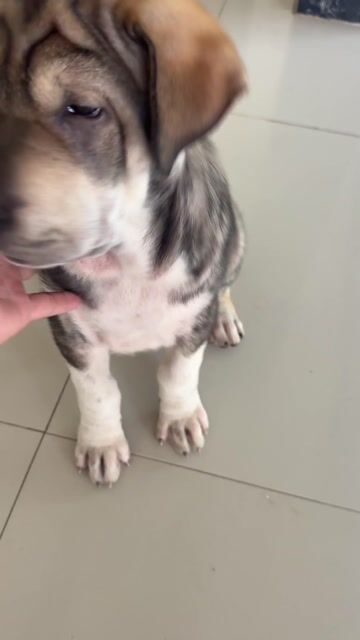 Chó Shar Pei 2.5 tháng. Mua bán Chó tại Huyện Tháp Mười Đồng Tháp được đăng bởi Út Còi Molly Farm hình 1