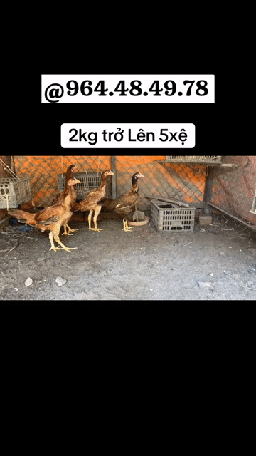 Gà Asil Mỹ 2kg trở lên. Mua bán Gà tại Thị xã Bến Cát Bình Dương được đăng bởi Vương Tài hình 1