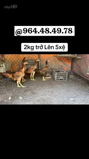 Gà Asil Mỹ 2kg trở lên. Mua bán Gà tại Thị xã Bến Cát Bình Dương được đăng bởi Vương Tài hình 1