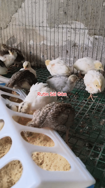 Gà Rutin 3 tuần Nhiều màu. Mua bán Gà tại Quận 12 Tp Hồ Chí Minh được đăng bởi Gà Kiểng Sài Gòn  hình 1