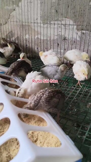 Gà Rutin 3 tuần Nhiều màu. Mua bán Gà tại Quận 12 Tp Hồ Chí Minh được đăng bởi Gà Kiểng Sài Gòn  hình 1