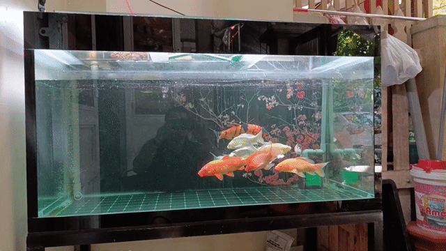 Hồ cá cảnh Kính 120x68x68 có phụ kiện. Mua bán Phụ kiện, Thức ăn, Dịch vụ tại Quận Liên Chiểu Đà Nẵng được đăng bởi Ngô Trường Sa hình 1