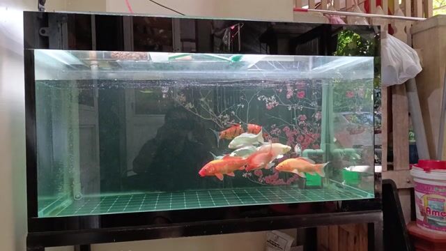 Hồ cá cảnh Kính 120x68x68 có phụ kiện. Mua bán Phụ kiện, Thức ăn, Dịch vụ tại Quận Liên Chiểu Đà Nẵng được đăng bởi Ngô Trường Sa hình 1