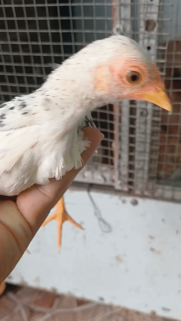 Gà tre mái chuối 3 tháng. Mua bán Gà tại Huyện Bình Chánh Tp Hồ Chí Minh được đăng bởi Thưởng hình 1