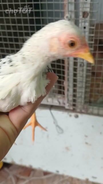 Gà tre mái chuối 3 tháng. Mua bán Gà tại Huyện Bình Chánh Tp Hồ Chí Minh được đăng bởi Thưởng hình 1