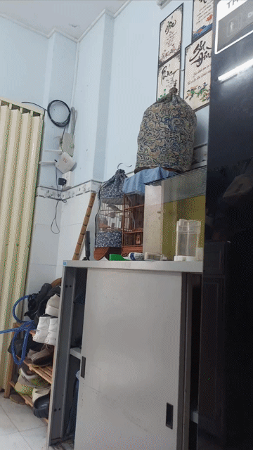 Chim vành khuyên bổi líu. Mua bán Chim tại Quận 6 Tp Hồ Chí Minh được đăng bởi Quan Linh Cao hình 1