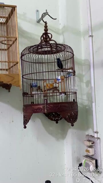 Chim Hút mật họng đen. Mua bán Chim tại Quận Tân Bình Tp Hồ Chí Minh được đăng bởi Phung Thanh Tung hình 1