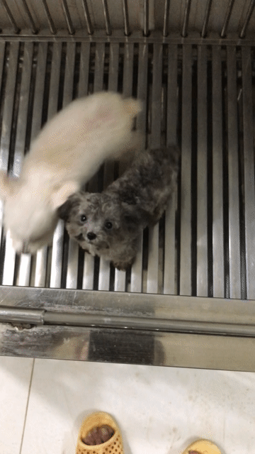 poodle thuần chủng. Mua bán Chó tại Quận 6 Tp Hồ Chí Minh được đăng bởi Tân hình 1