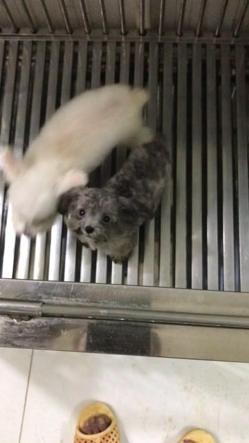 poodle thuần chủng. Mua bán Chó tại Quận 6 Tp Hồ Chí Minh được đăng bởi Tân hình 1
