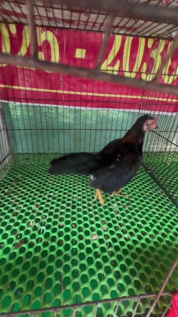 Gà tre bắc que vàng. Mua bán Gà tại Huyện Cần Giuộc Long An được đăng bởi Minh vương hình 1
