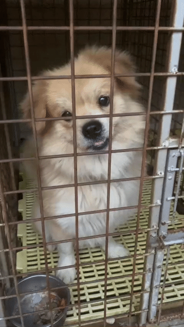Chó Vàng kem đã tiêm phòng. Mua bán Chó tại Thị xã Sơn Tây Hà Nội được đăng bởi Sơn nguyễn hình 1