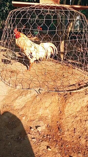 gà bướm 2ki8. Mua bán Gà tại Huyện Di Linh Lâm Đồng được đăng bởi Hậu Trang hình 1