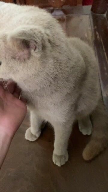 Mèo Anh lông ngắn Xám. Mua bán Mèo tại Huyện An Lão Hải Phòng được đăng bởi trịnh thị hồng nhung hình 1