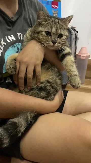 Mèo anh lông ngắn. Mua bán Mèo tại Thành phố Thuận An Bình Dương được đăng bởi Phương  hình 1