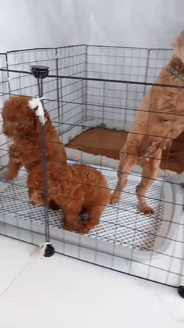 Chó Poodle Nâu đỏ 2 tháng tuổi. Mua bán Chó tại Huyện Đức Linh Bình Thuận được đăng bởi Henna hình 1